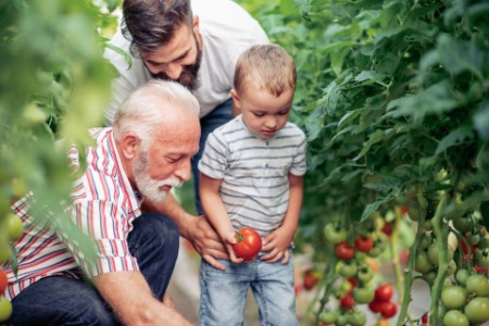 Familie i tre generationer høster tomater
