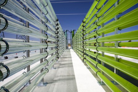 Tubular bioreactors green algae