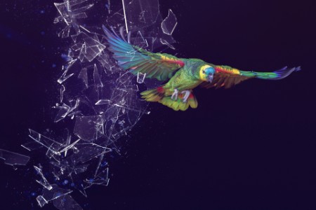 ey-eoy-2019-parrot.jpg