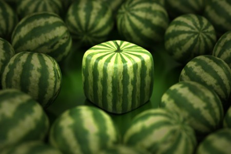 EY Cube shaped watermelon stands out among regular ones. Difference and individuality concept.Similar images: