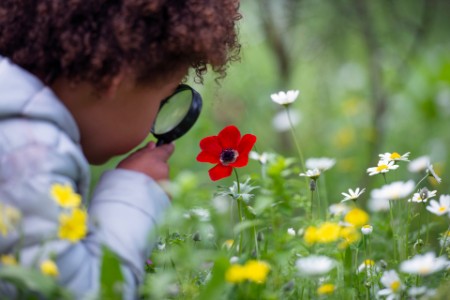 Barn udforsker blomst igennem lup
