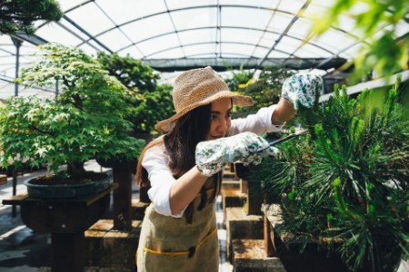 Kvinde ordner bonsai-planter i drivhus