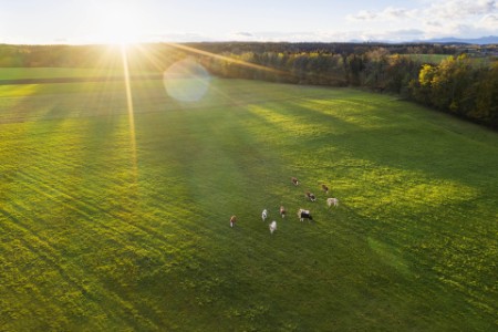 Vogelperspektive auf eine Kuhherde auf einem Feld