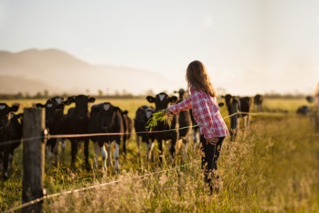 Glückliche braune Kuh auf der Weide - Milchwirtschaft
