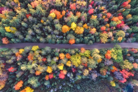 Gesamtansicht einer Waldstraße im Herbst