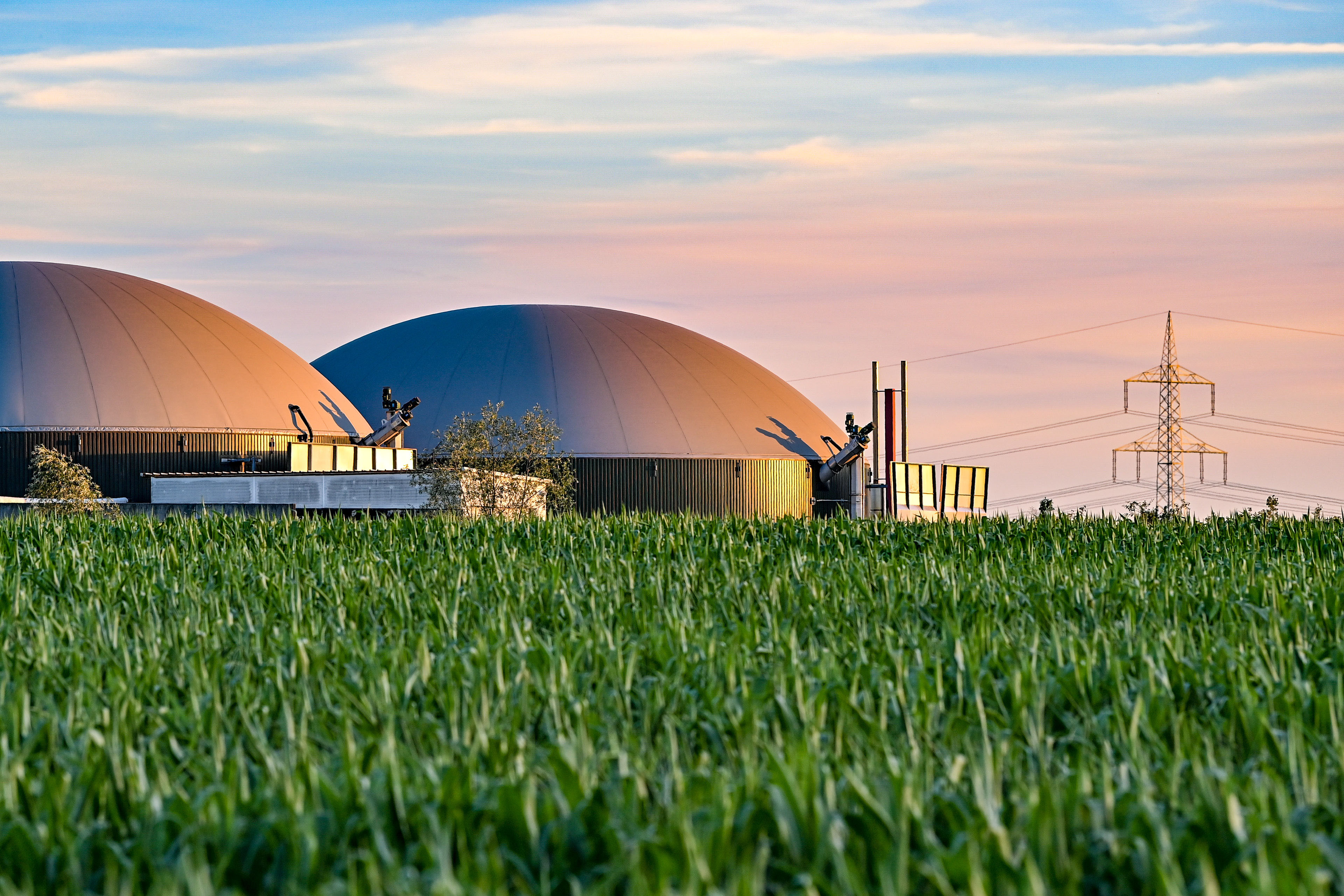 Gaerbehaelter einer Biogasanlage hinter einem Maisfeld