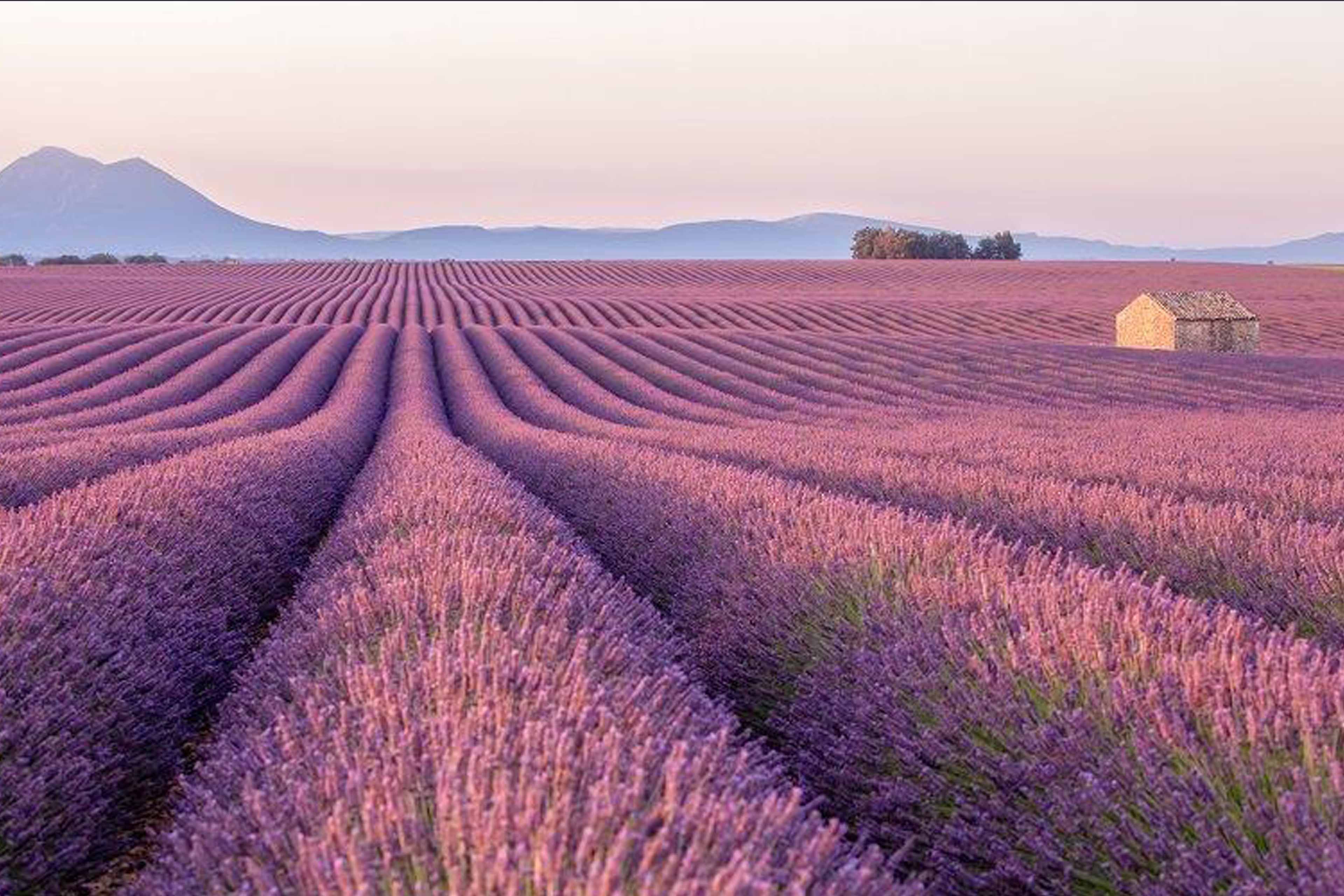 Лавандовые поля в Провансе Франция фото