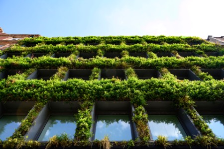 Low angle view looking up at green plants growing on green wall of building