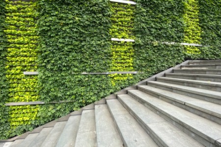 Plant covered wall and stairs