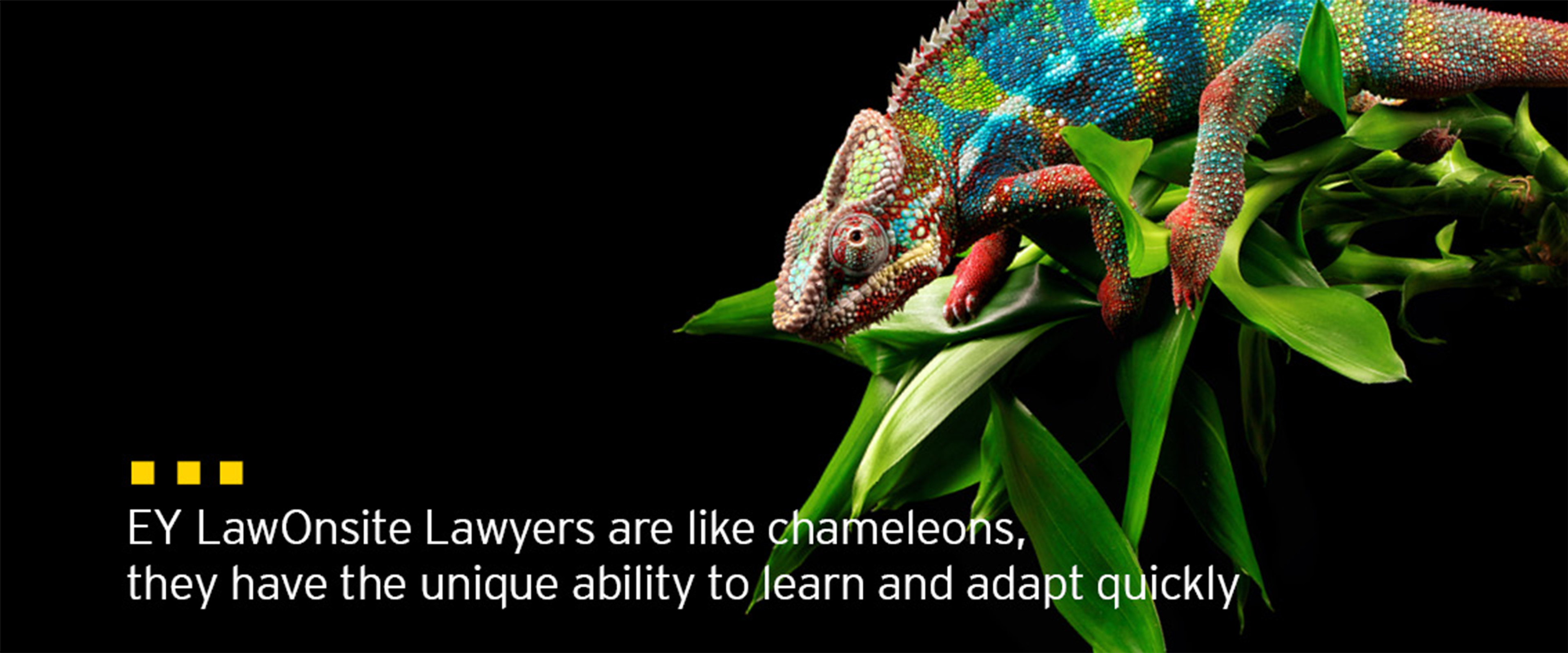 Image with chameleon