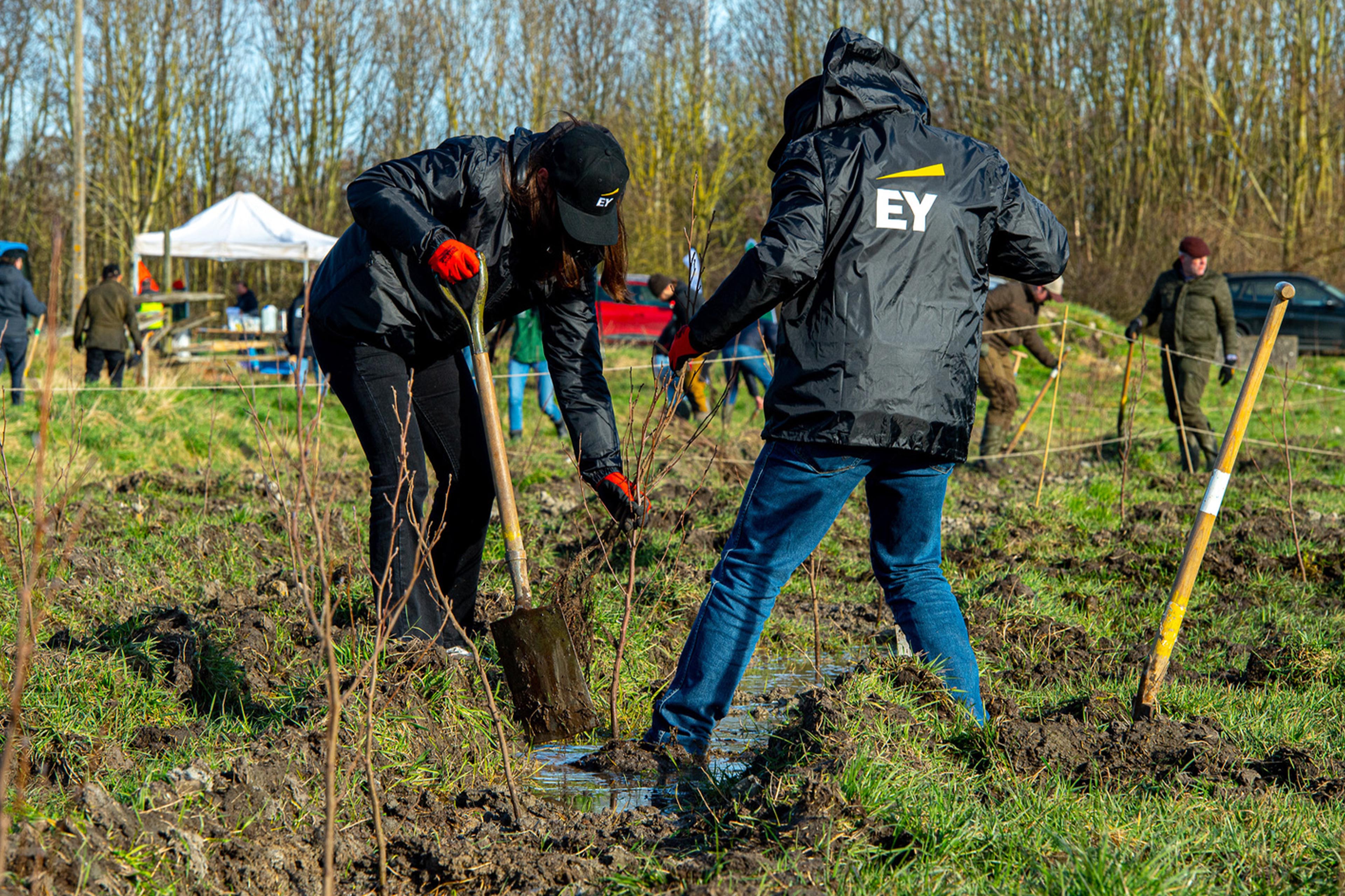 Colleagues plant 5000 trees