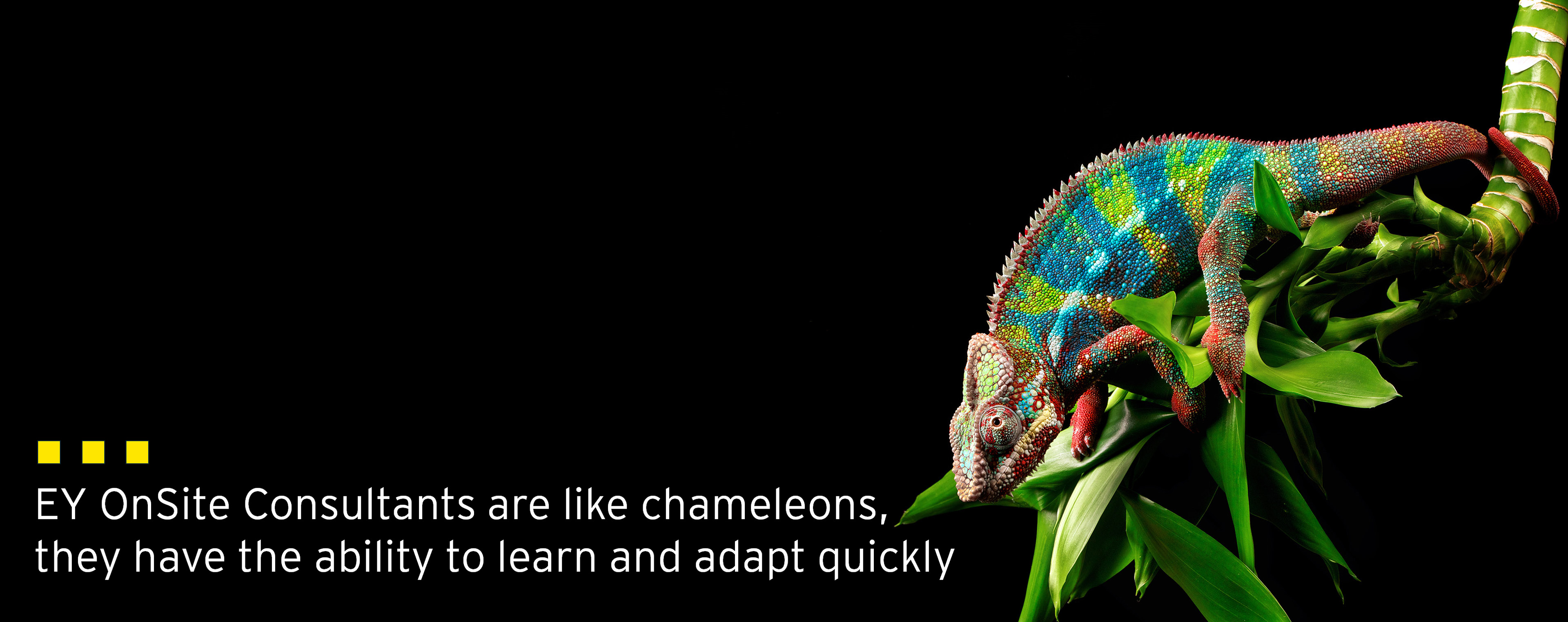 Image with chameleon with text: EY OnSite Consultants are like chameleons, they have the ability to learn and adapt quickly