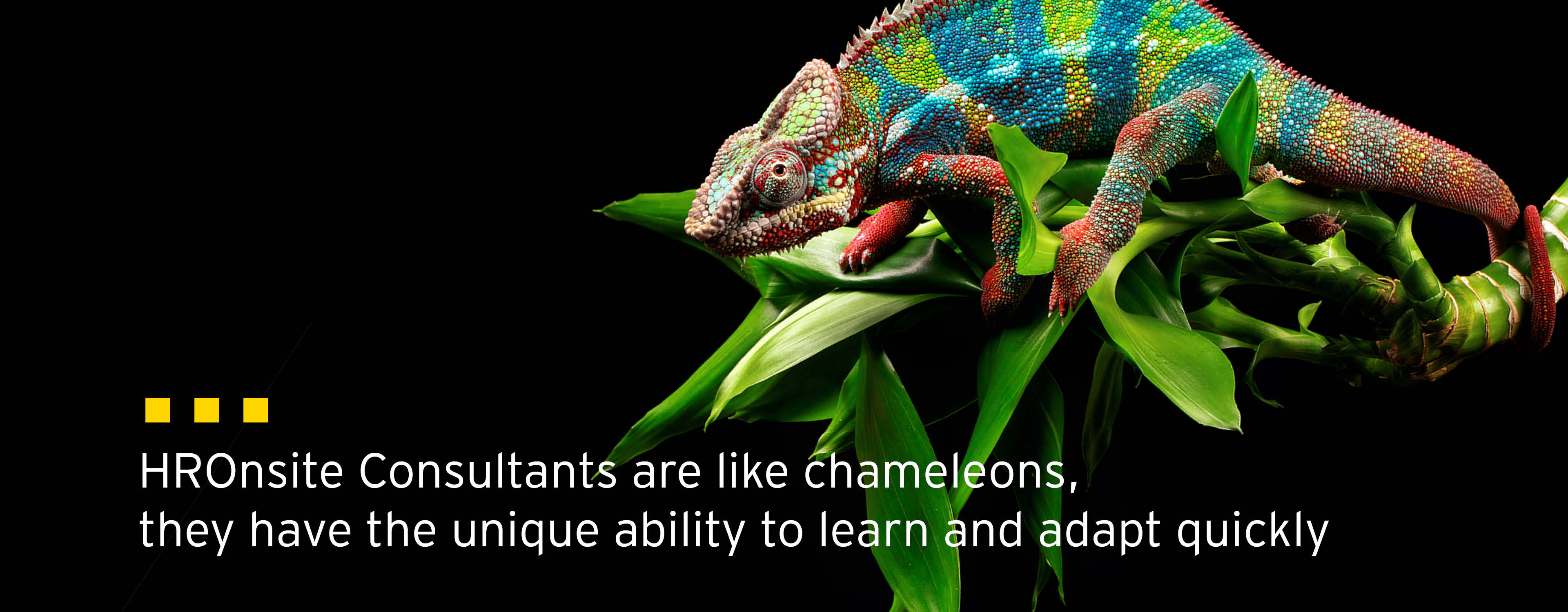 Image with chameleon