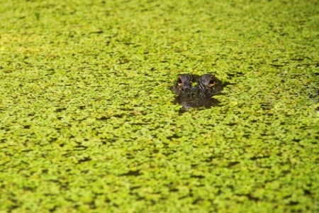 Alligators nageant à la surface d’un marais