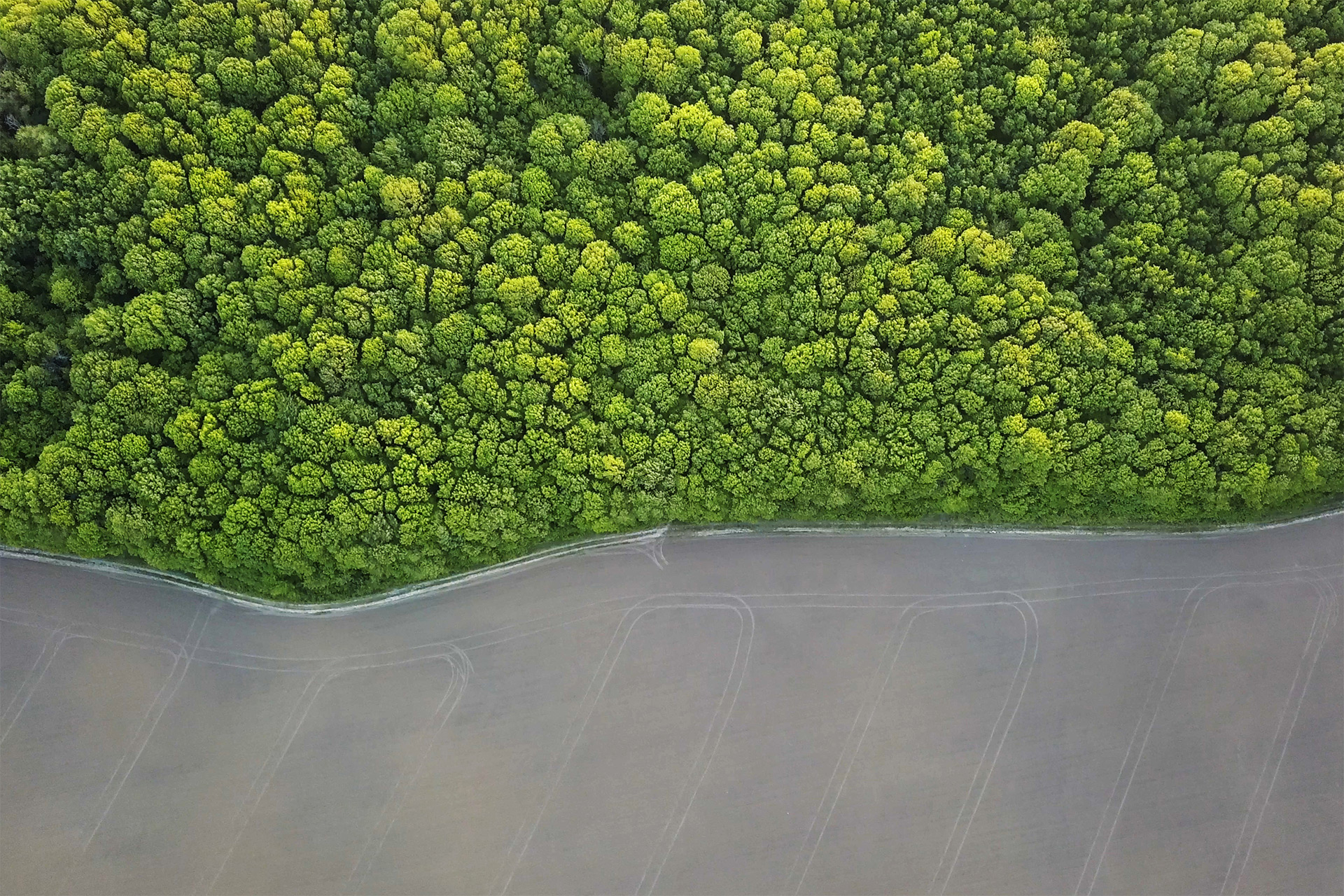 EY - Aerial view a spring green forest and an asphalt road photo from the drone