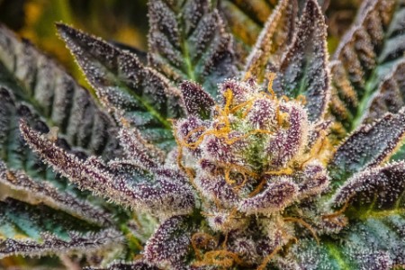 
            Gros plan d’une plante de cannabis
        