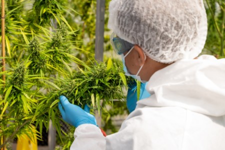 Sondage des chefs de la direction de l’industrie du cannabis de 2023