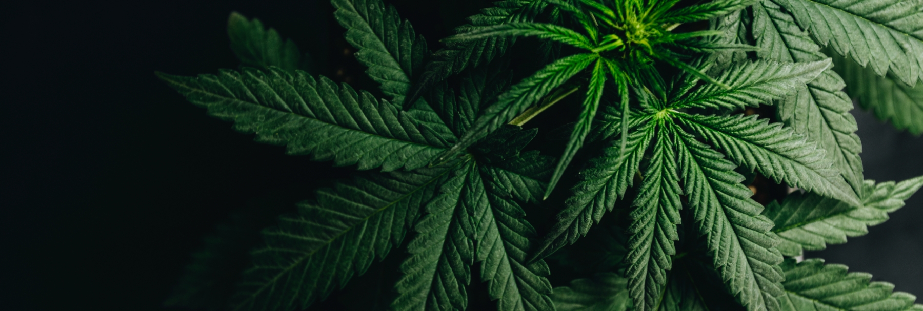 EY - Cannabis plants