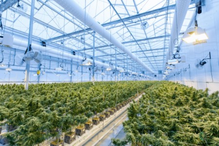 EY - Cannabis plants growing in a greenhouse