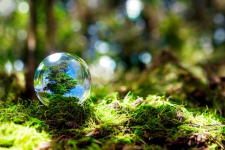 EY - A crystal ball on moss in the blurred forest background