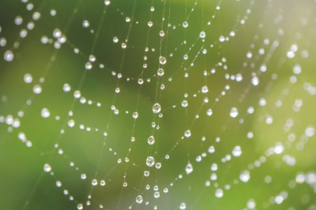 EY spider web with dew