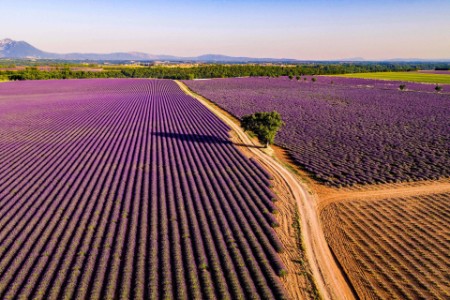 EY - Aerial drone view of lavender fields