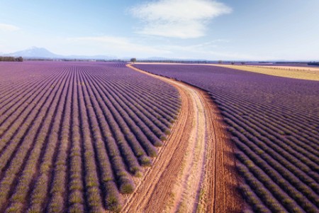 EY - Country road through lavender fields
