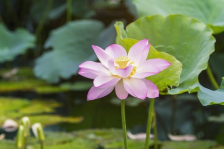 EY - Lotus flower blooming in summer pond with green leaves as background