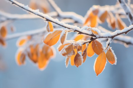 EY - Belle succursale avec des feuilles oranges et jaunes à la fin de l'automne ou au début de l'hiver, sous la neige.