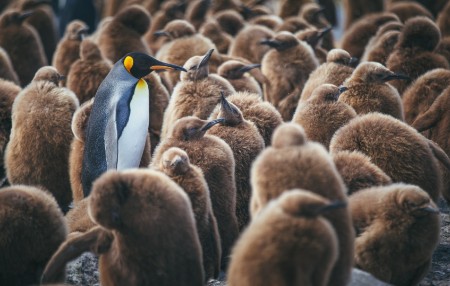 
            EY – pingouins
        
