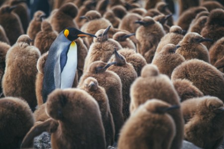 EY - Waddle penguins