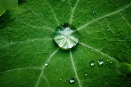 Image of water drop on green leaf