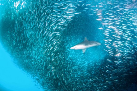 Image of shark under the sea.