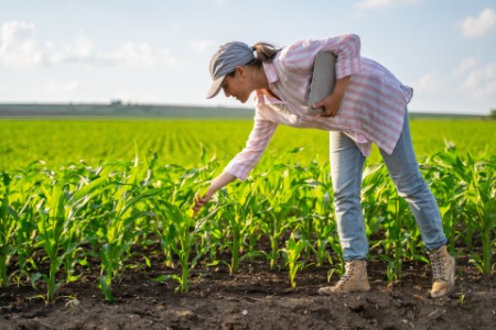 Agranomist auf einem Maisfeld