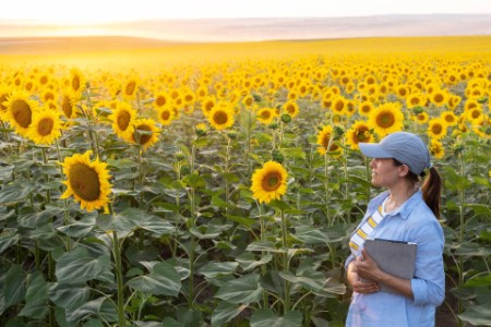 Farmer woman examining sunflower plants in a cultivated field summer. Agricultural profession