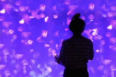Rear View Of Silhouette Woman Standing In Illuminated Aquarium