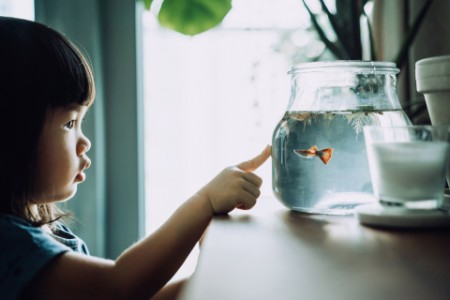 Little girl looking at fish in fish bowl