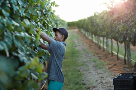 Male worker cutting of grapes on vinyard