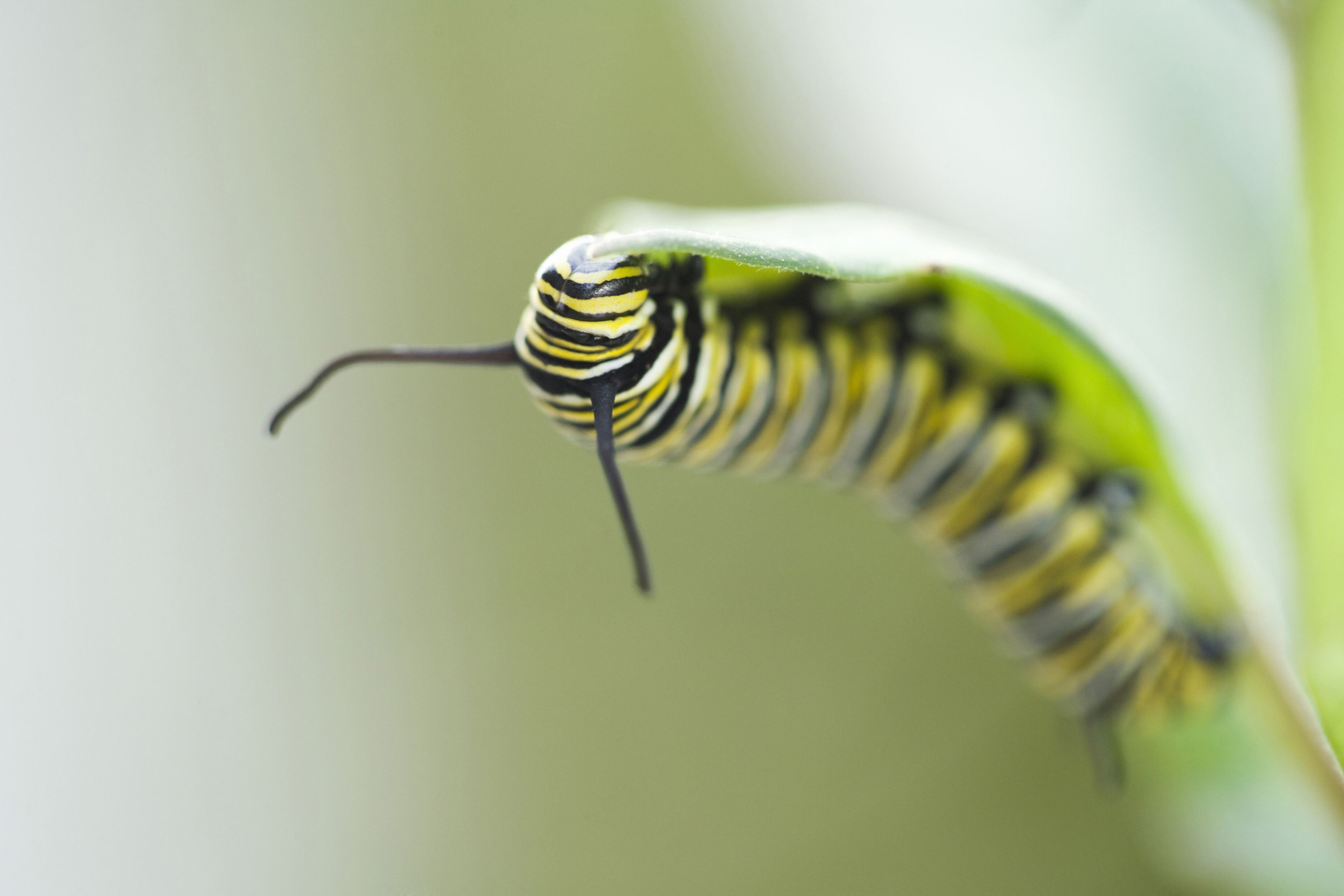 Imagem aproximada de uma lagarta em cima de uma folha