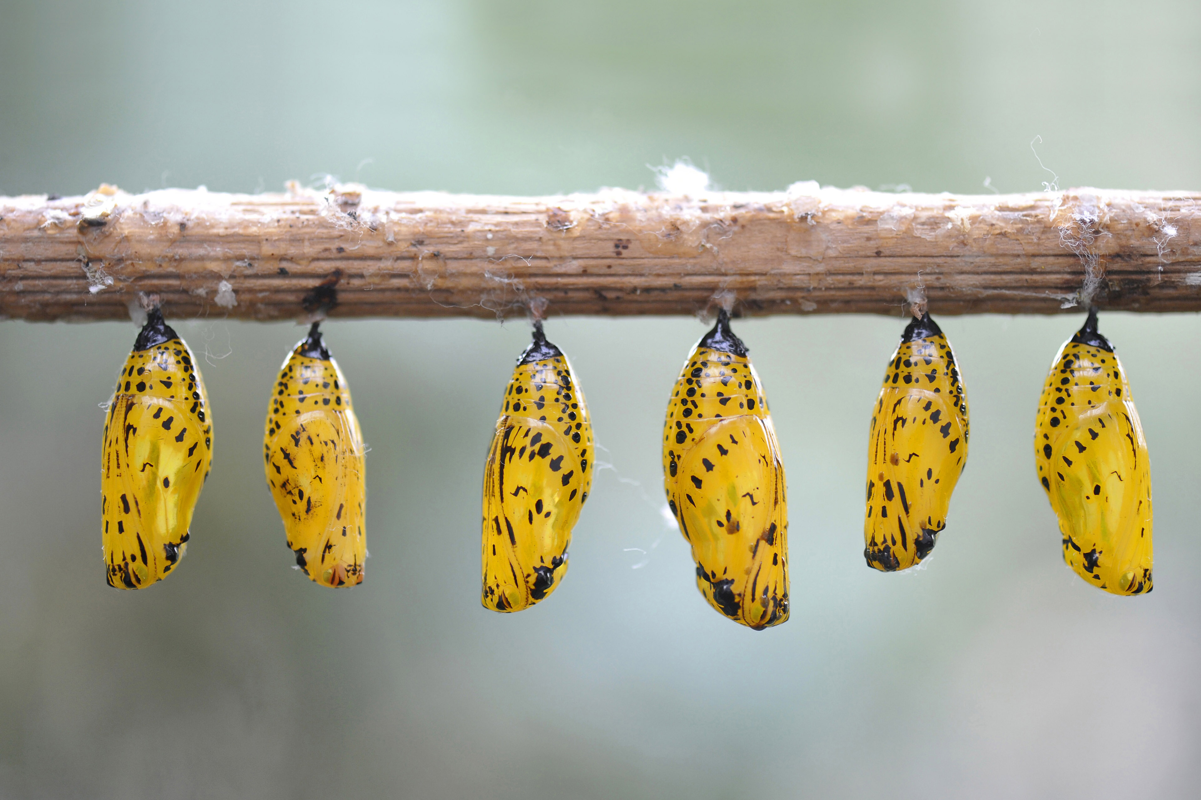 Rice Paper butterfly chrysalis