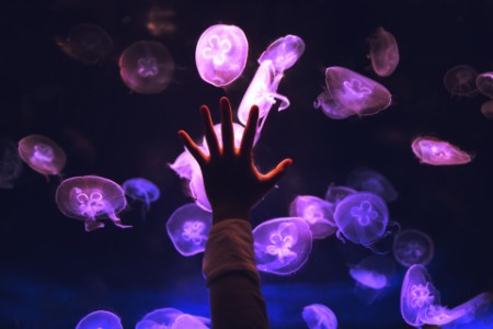 Close up of hand touching moon jellyfish