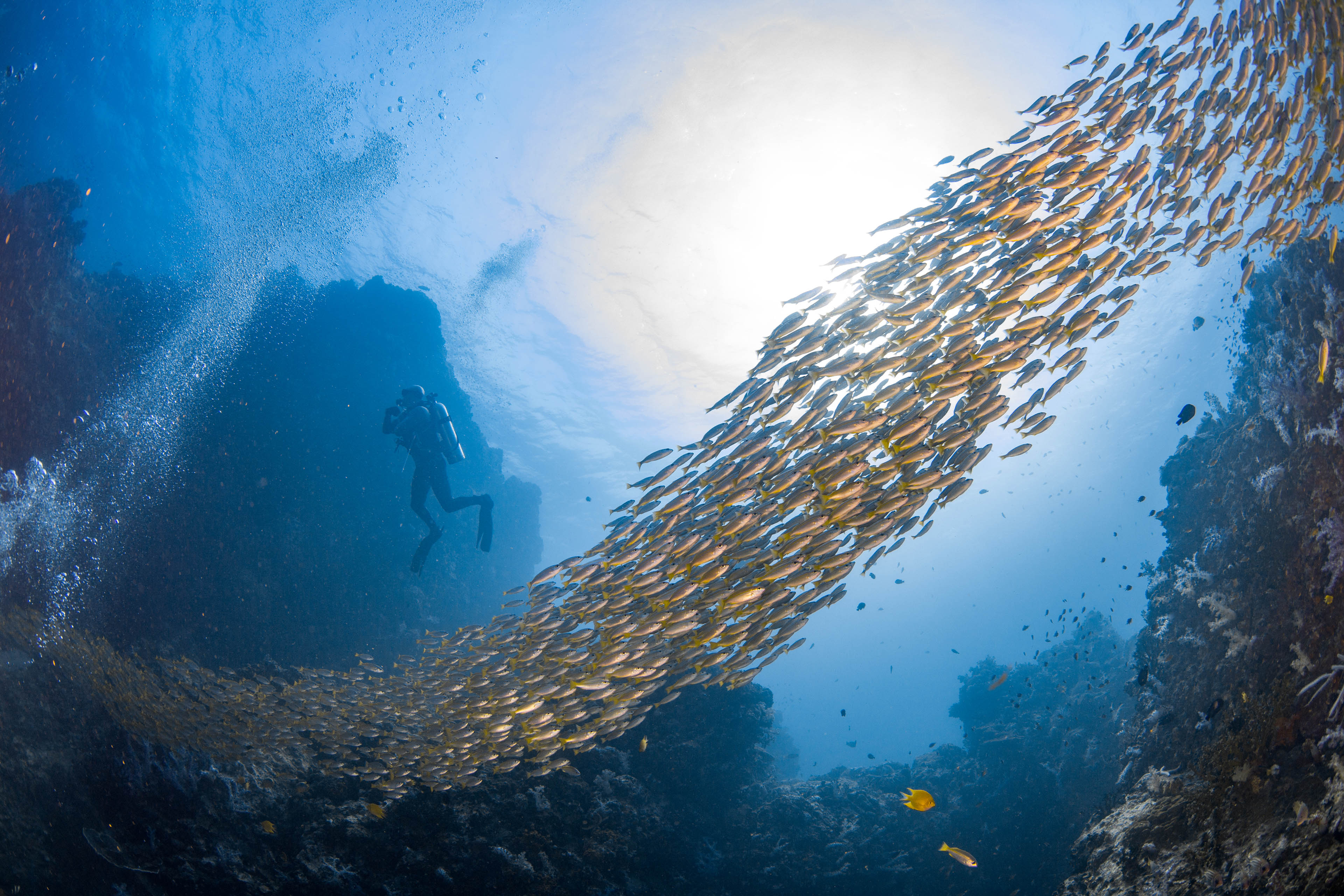 diver watching a school of yellowtail snapper swimming pass by