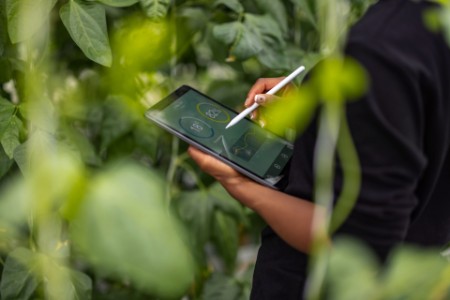 Agrónomo usando tableta digital para análisis de plantación