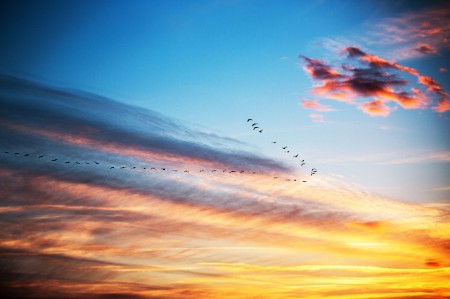 Bando de aves voando no céu