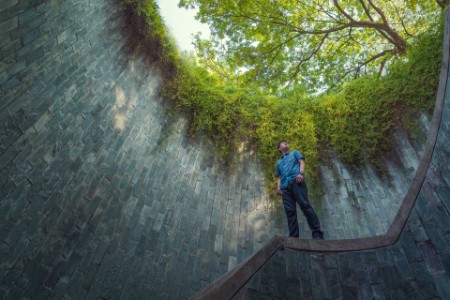 Olhando para a árvore em um túnel subterrâneo no fort canning park, Cingapura
