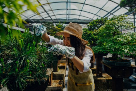 Woman working and taking care of the plants in bonsai greenhouse center
