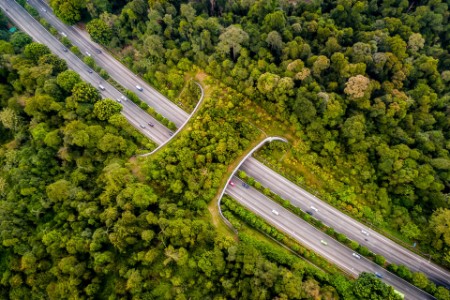 シンガポールの高速道路に架かる自然の橋