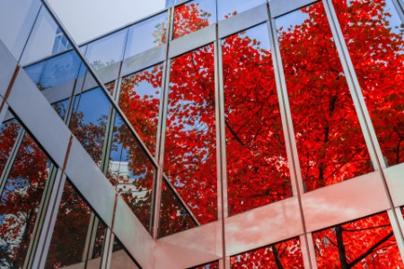 Herfstbladeren reflecteren op kantoorgebouw