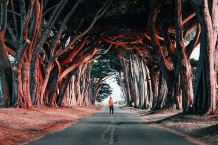 Cypress tree tunel at point reyes