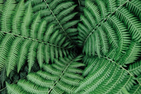 Detail of a ring of fern fonds